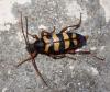 Leptura aurulenta